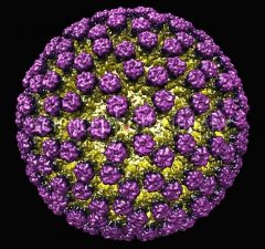Rotavirus, a double-stranded RNA Virus. EM.