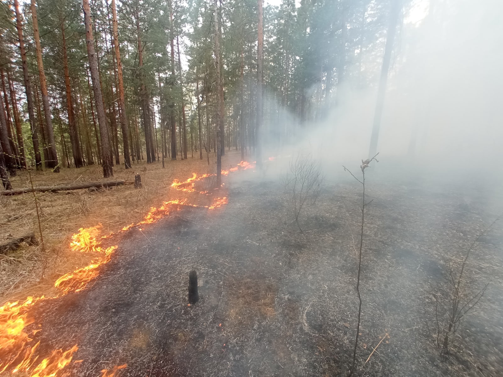 Горение гарь. Пожар в лесу. Пожар вю лесу. Потушенный Лесной пожар. Пожар в лесу Свердловской области.