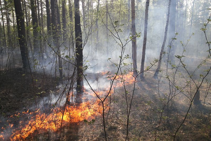 Лесные пожары в области