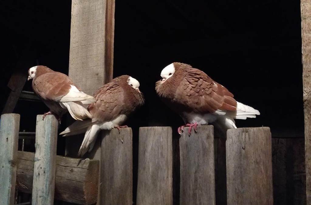 В Валериановске ищут хозяев домашних голубей