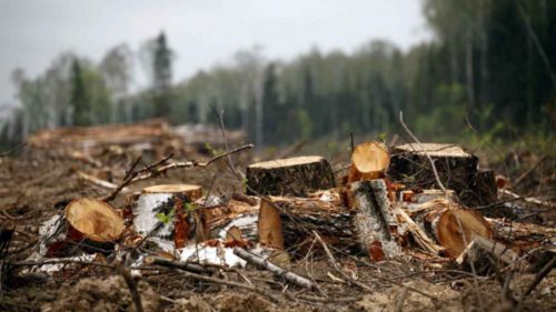 8 миллионов за незаконную вырубку леса