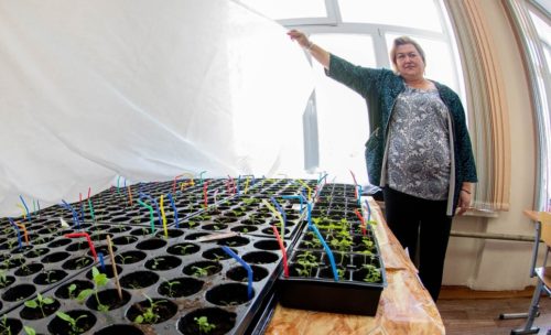 Школьники выращивают рассаду для клумб