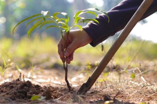 В Качканаре обещают высадить 4 тысячи деревьев