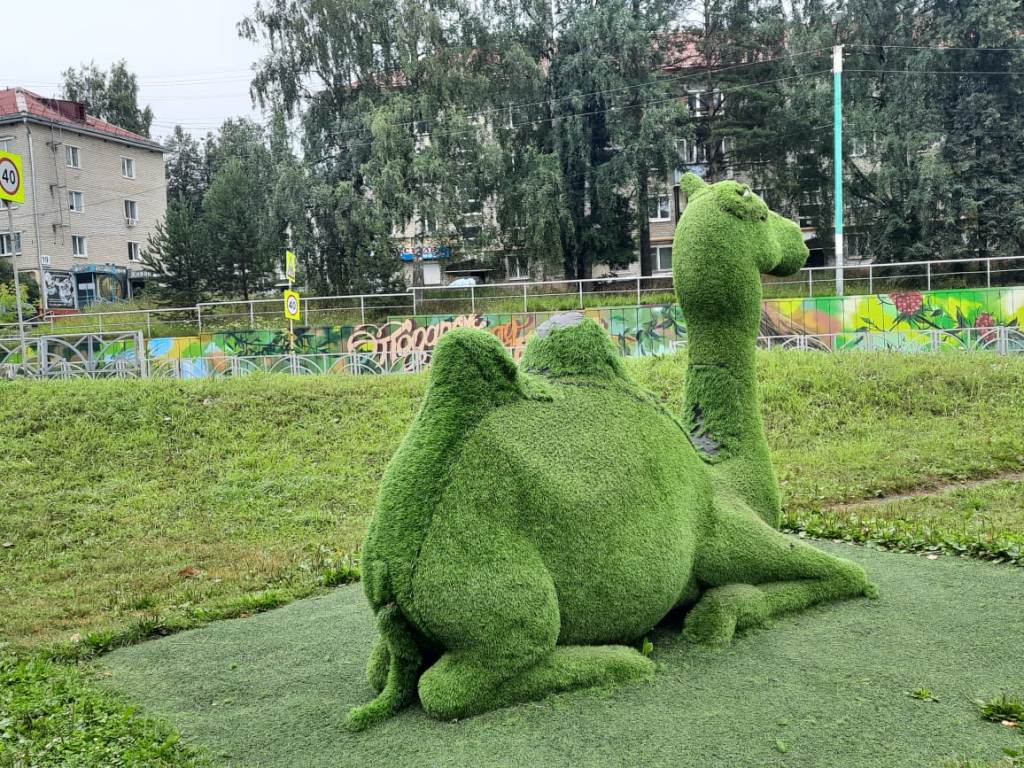 Верблюд опять пострадал